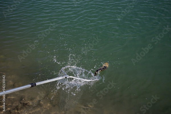 Fototapeta Catching caught fish on a hook.