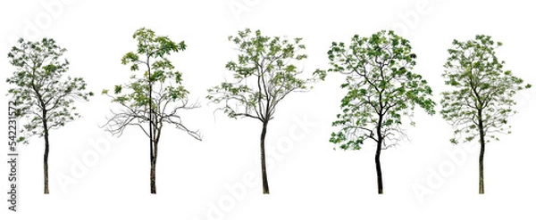 Fototapeta Collection Tree has green young leaves. black trunk and branches (spring). Total 5 trees.