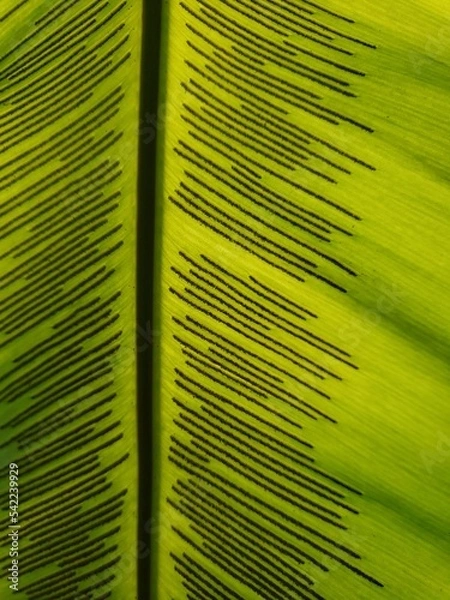 Obraz  Governor's leaves background