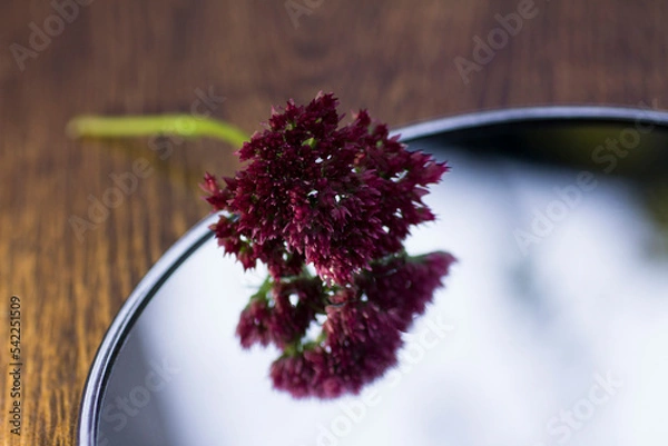 Fototapeta Red flower reflected in the mirror