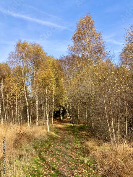 Obraz Herbst - Impressionen vom Hohen Venn