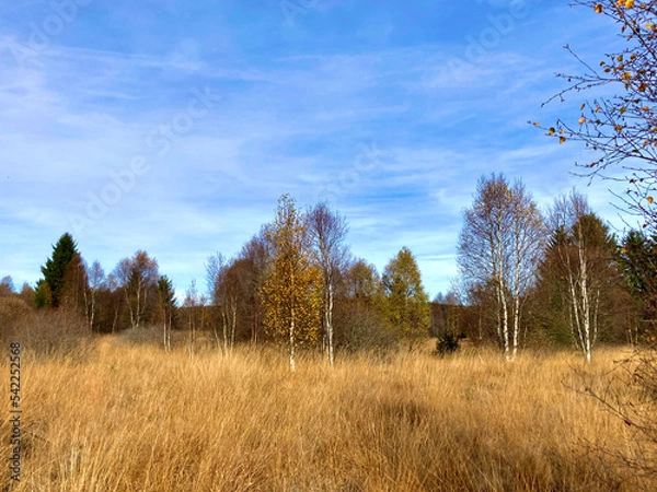 Obraz Herbst - Impressionen vom Hohen Venn