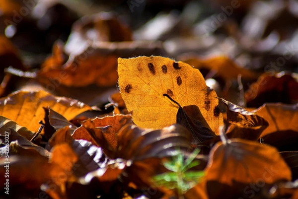 Fototapeta Macro shot of an orange colored leaf on the forest floor in autumn