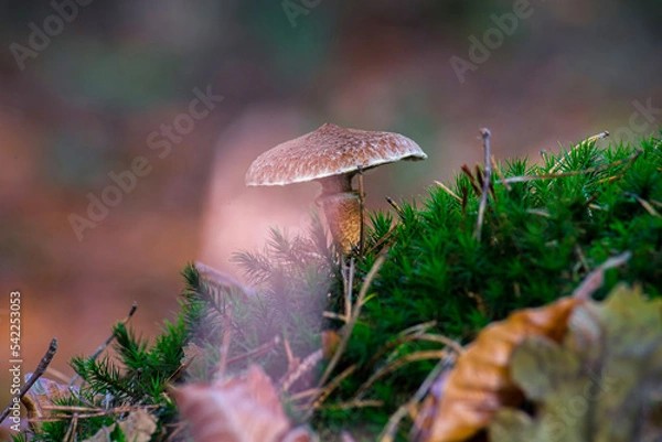 Fototapeta Macro shot of a brown mushroom on a mossy hill with a blurred background