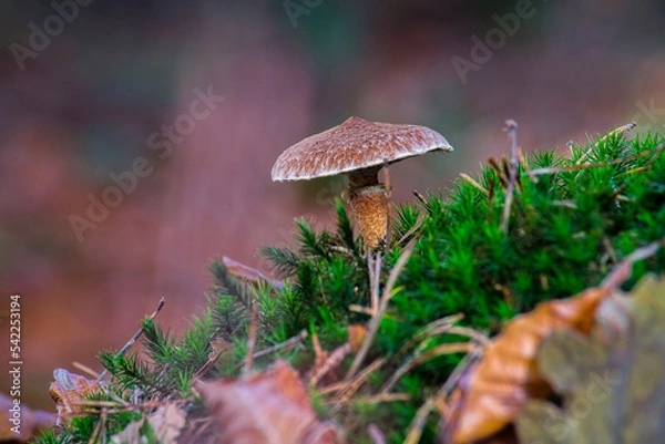 Fototapeta Macro shot of a brown mushroom on a mossy hill with a blurred background