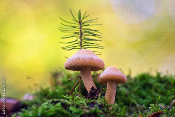 Fototapeta Macro shot of two mushrooms on a mossy hill with a blurred background