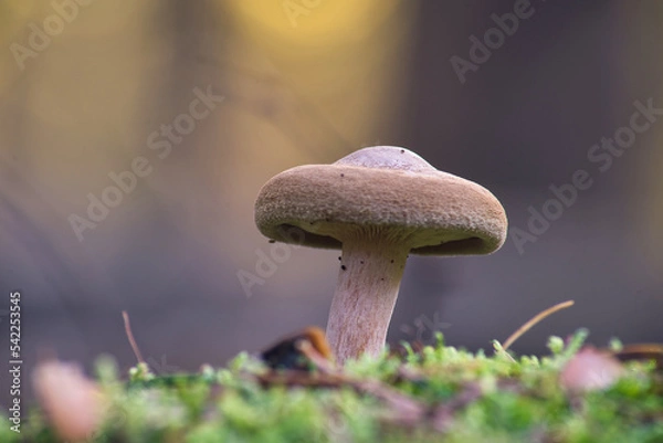 Fototapeta Macro shot of a brown mushroom on a mossy hill with a blurred background