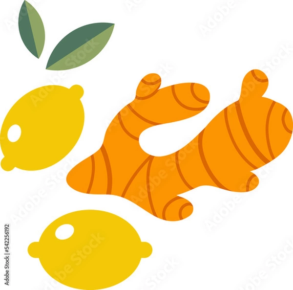 Fototapeta Ginger root  illustration