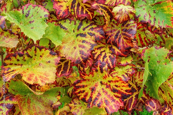 Fototapeta Buntes Weinlaub