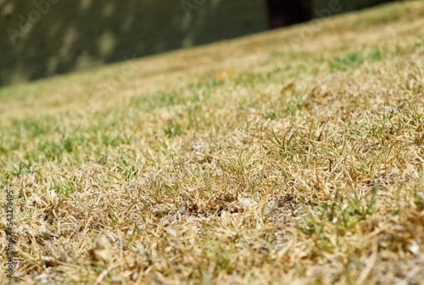 Obraz Dried out grass.