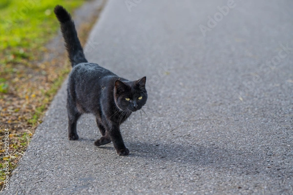 Fototapeta Schwarze Katze quert Straße
