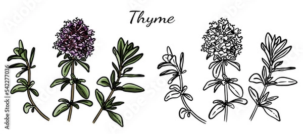 Fototapeta A set of illustrations of thyme branches and flowers in black and white and color options on a transparent background. Medical and culinary herb.