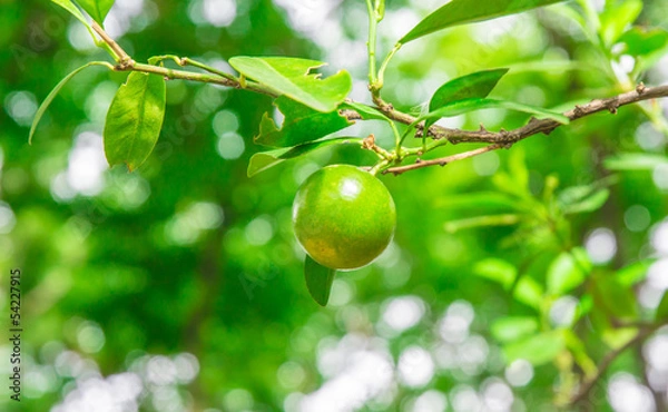 Obraz single Kumquat orange