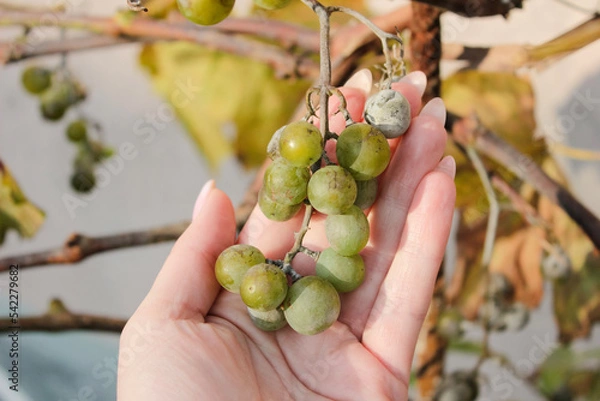 Fototapeta Plasmopara viticola on the vine. Grape disease.
