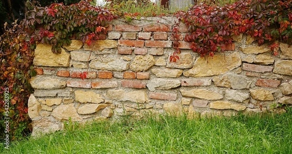 Fototapeta wunderschöne gemauerte ziegelwand, bunte farben, darüber rankt wilder wein im herbstkleid, Pharthenocissus