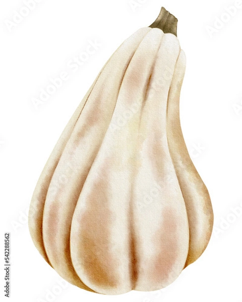Fototapeta Watercolor pumpkin. Hand-drawn pastel pumpkins - pink, beige. Botanical illustration.