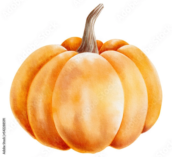 Obraz Watercolor hand drawn pumpkin, vegetable isolated on white background. Autumn harvest.