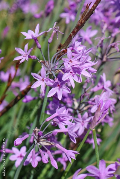 Obraz Wilder Knoblauch (Tulbaghia violacea)