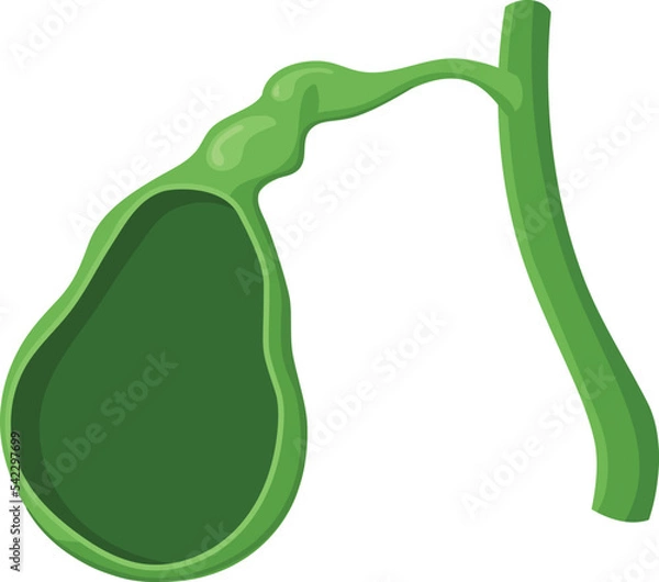 Obraz Normal gallbladder anatomy. Structure of the gallbladder and its cavity