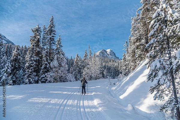 Obraz Winter forest in Banff Park