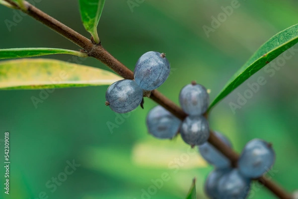Fototapeta Deep glossy poisonous blue berriesberries in autumn