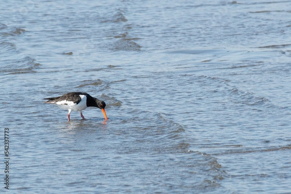 Fototapeta An oystercatcher on tidal flats