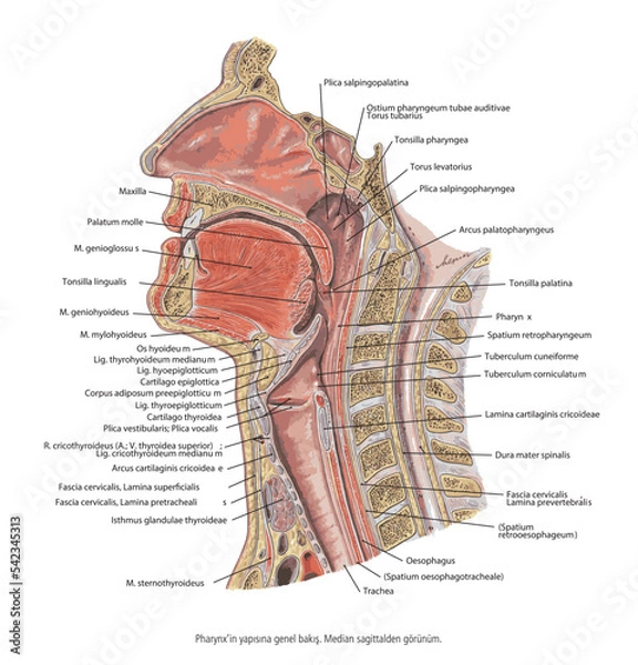 Fototapeta Overview of the structure of the Pharynx. Median sagittal view.- Anatomy of the mouth and tongue medical vector illustration on white background