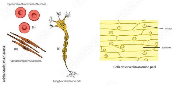 Fototapeta Biology, DNA helix, DNA replication, next generation question template, dumb physics figures, exam question, eps
