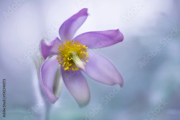 Obraz Close up pasque flower pulsatilla on light blue background, soft focused.