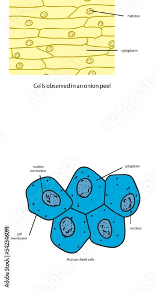 Fototapeta Biology, DNA helix, DNA replication, next generation question template, dumb physics figures, exam question, eps