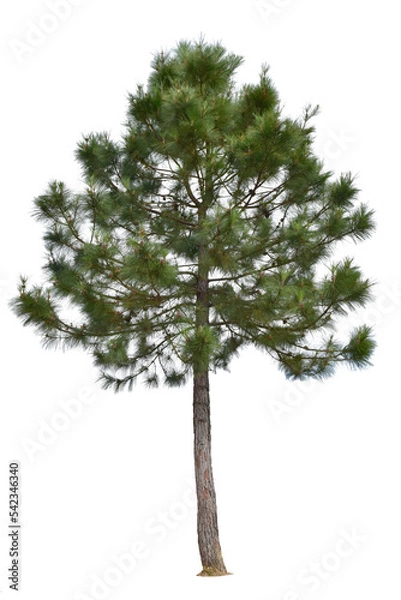 Fototapeta Pine tree i