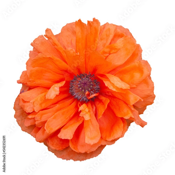 Obraz The flower head of a red poppy isolated on a transparent background. Close-up of an isolated double poppy flower with elegant petals