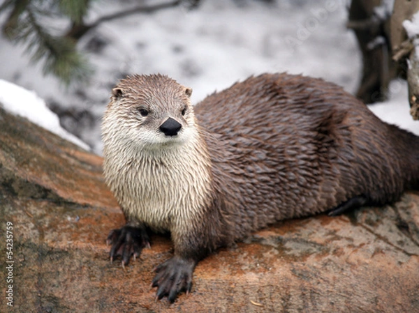 Obraz Canadian river otter.