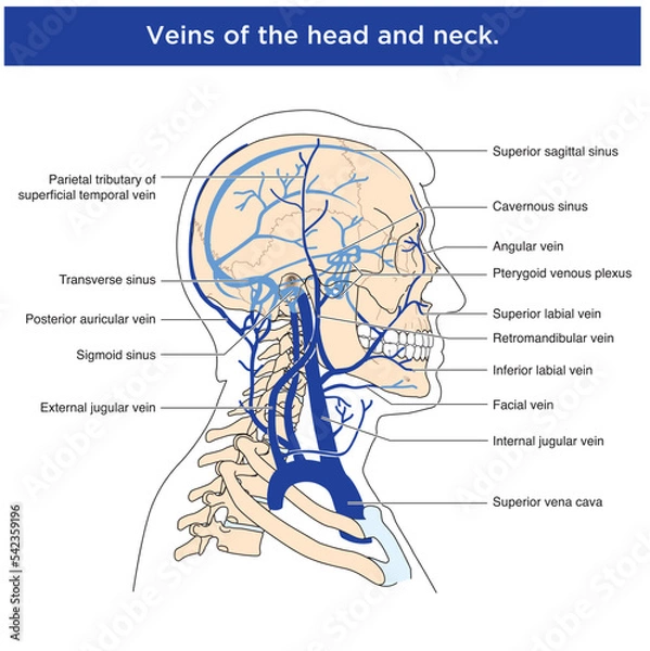 Fototapeta Labelled drawing to show the anterior muscles of the neck and airway structures, including the trachea, thyroid and cartilages