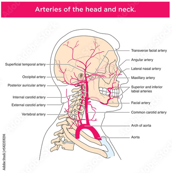 Fototapeta Labelled drawing to show the anterior muscles of the neck and airway structures, including the trachea, thyroid and cartilages