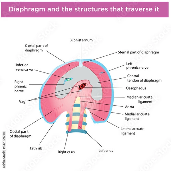 Obraz Biology, DNA helix, DNA replication, next generation question template, dumb physics figures, exam question, eps