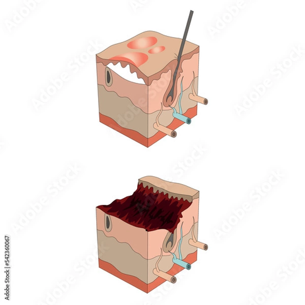 Fototapeta Biology, DNA helix, DNA replication, next generation question template, dumb physics figures, exam question, eps