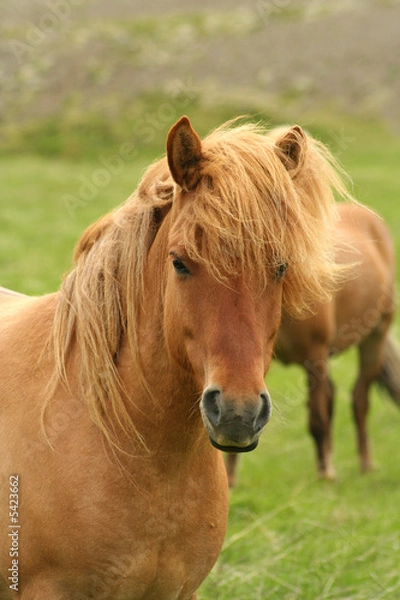 Obraz Iceland horse