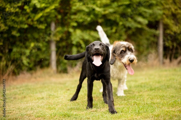 Obraz Dogs playing in the garden 