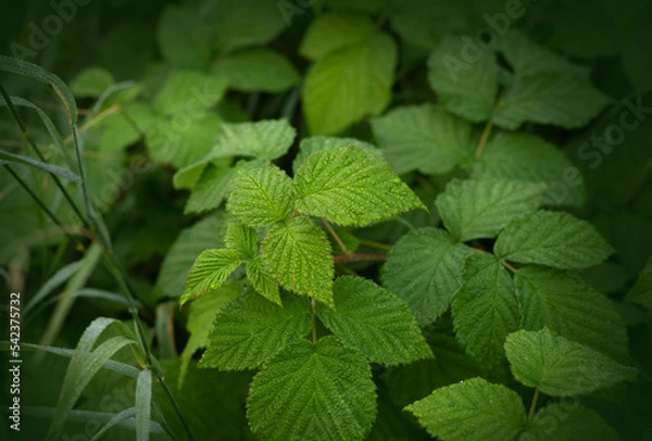 Obraz Background of wild raspberries leaves, covered with dew in early morning