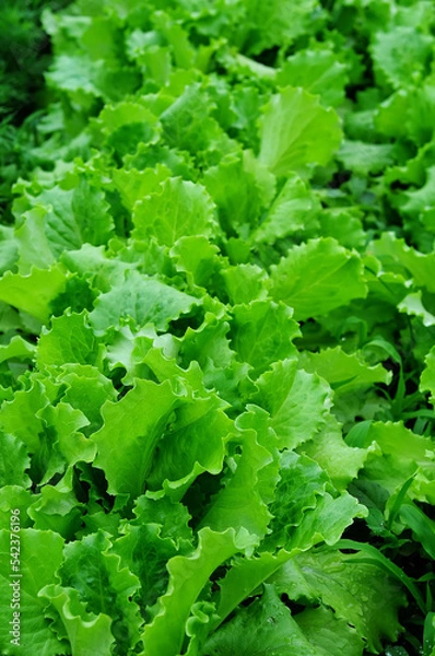 Fototapeta Green and juicy lettuce leaves, filling the entire frame, vertical macro