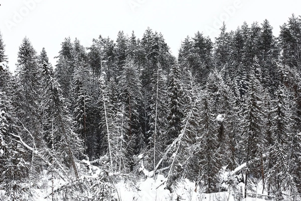 Obraz Snow-covered winter russian forest