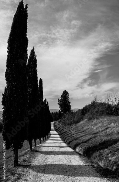 Obraz Light and shadow in a tree hill 