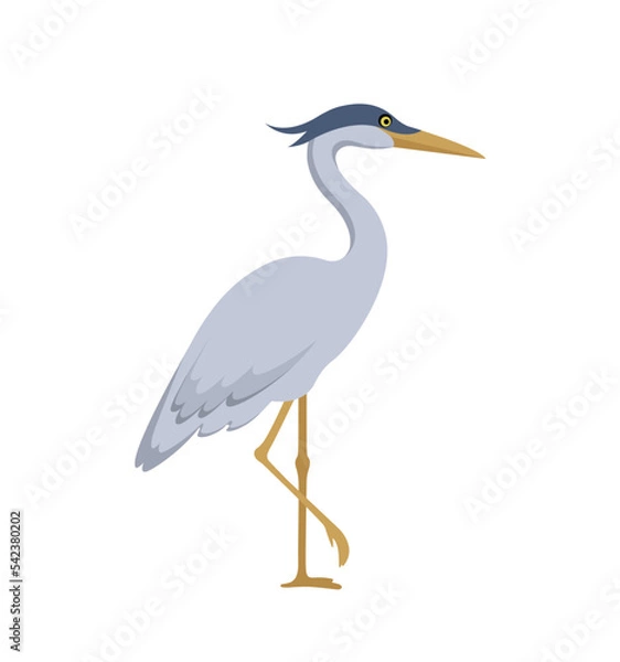 Obraz gray marsh heron standing on one leg