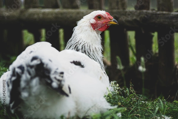 Obraz chicken portrait from behind