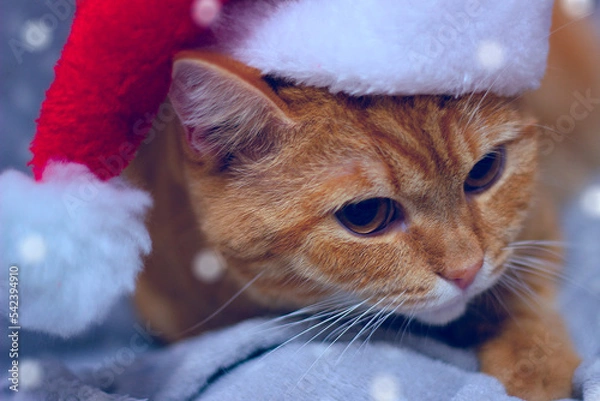 Fototapeta a funny festive Christmas red cat, a cute cat dressed in Santa's clothes on a gray background. New Year 2023. Little Red Riding Hood