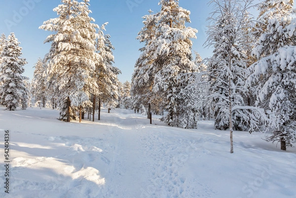 Fototapeta Beautiful winter forest, fir trees covered with snow. Ounasvaara, Rovaniemi, Finland