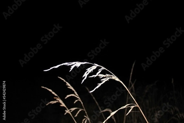 Fototapeta On a dark autumn night in a field with last year's dry vegetation