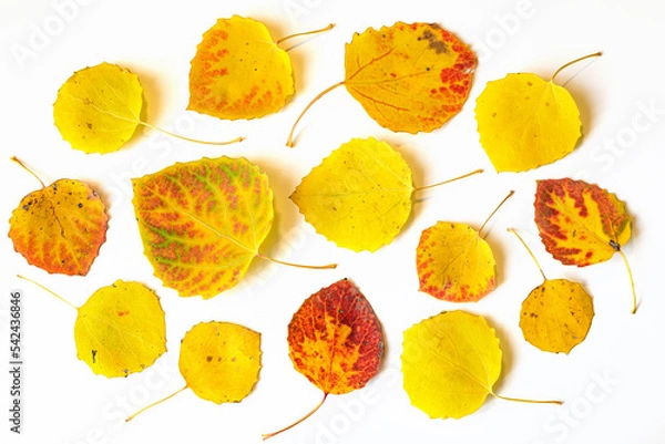 Fototapeta Yellow and red autumn leaves flat lay composition on a white background
