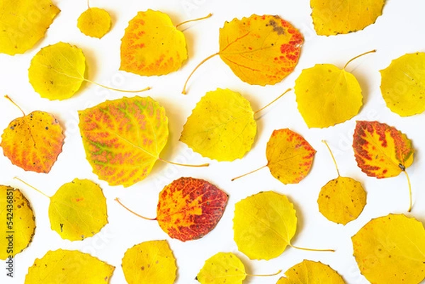 Fototapeta Yellow and red autumn leaves flat lay composition on a white background